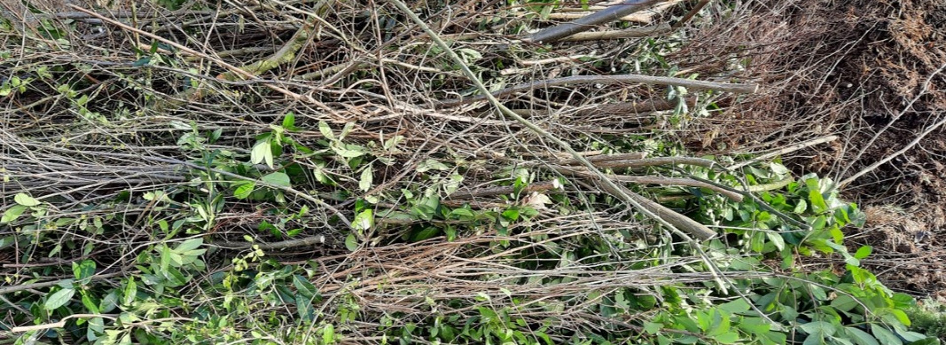 afvalstroom afval groenafval snoeiafval rouwmaat